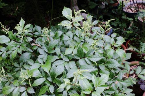 20160507 アスチルベ(白) 3.jpg