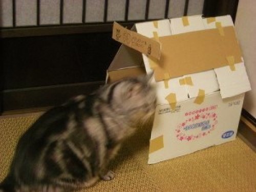 DSCN5753 (300x225).jpg