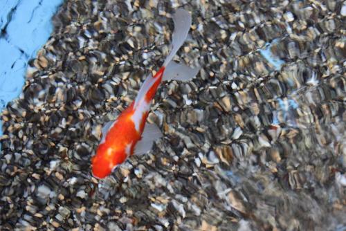 20160821 桜朱文金.jpg