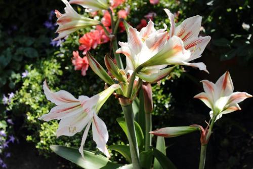 20160521 アマリリス 白 3.jpg