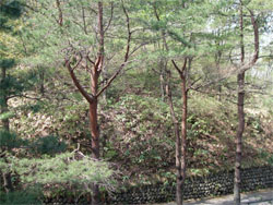 小牧73.jpg