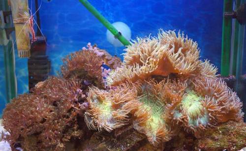 ユラユラ珊瑚水槽151223.jpg