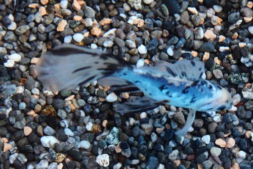 20161106 ブリストル朱文金.jpg