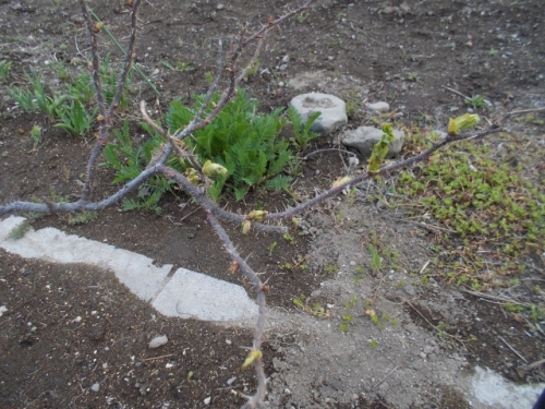 DSCN0330 (640x480).jpg