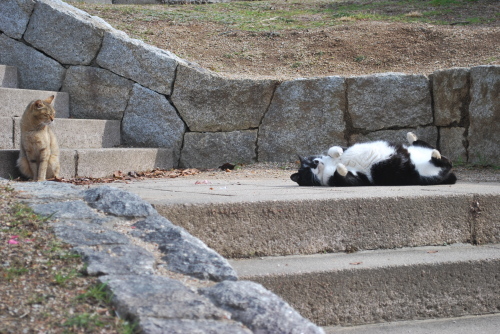 岸和田中央公園の悪猫6