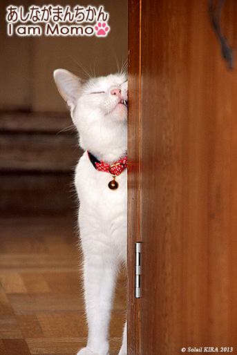 猫,足長マンチカン、スリスリ