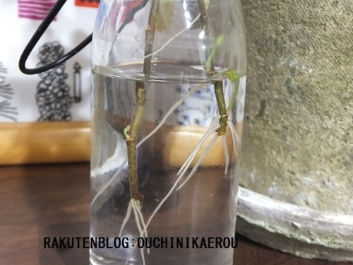 観葉植物 おうちに帰ろう 楽天ブログ 観葉植物 おうちに帰ろう 楽天ブログ