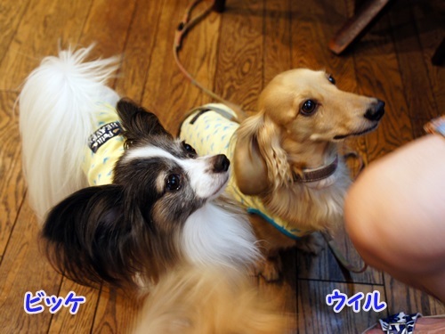 yomotsuku20130715-5.JPG