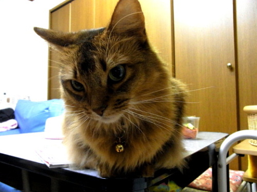 さき14120803.JPG