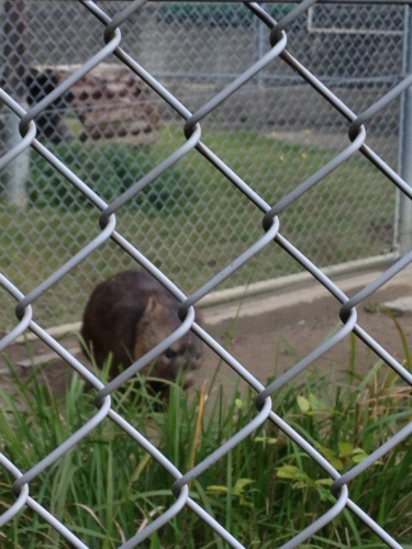 五月山動物園　ウォンバット　３