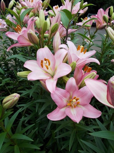 s-conv0321.jpg