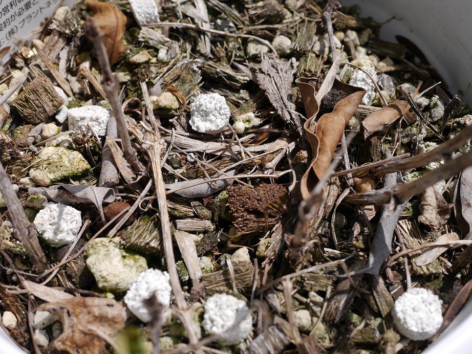 植物は沈黙して苦しむのではなく、痛みや「渇き」で「叫び」ます。