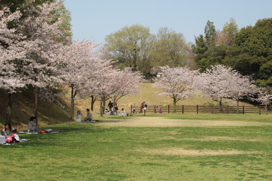 久留米の桜の名所 全部見に行く その6 ｍｏｍｏ太郎日記 楽天ブログ