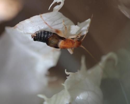 飼育昆虫 スズメガブログ 楽天ブログ