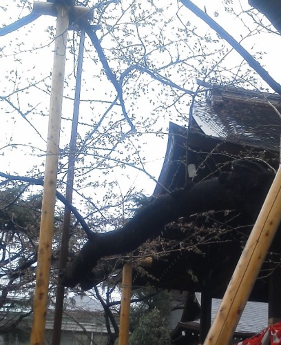 桜.jpg
