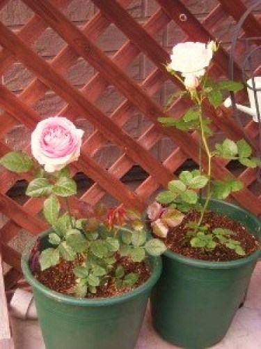 DSCN7376 (300x225).jpg