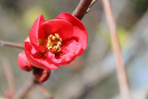 20150228 木瓜2.jpg