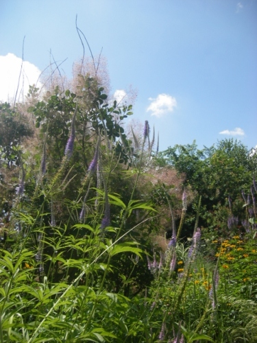 IMGP0059 (480x640).jpg