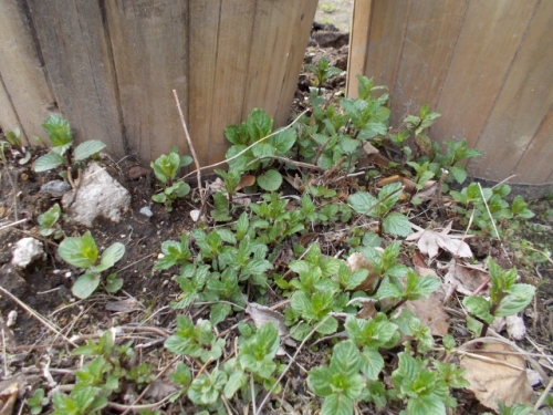 DSCN0308 (640x480).jpg