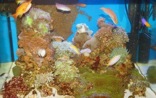 新珊瑚水槽140701b.jpg