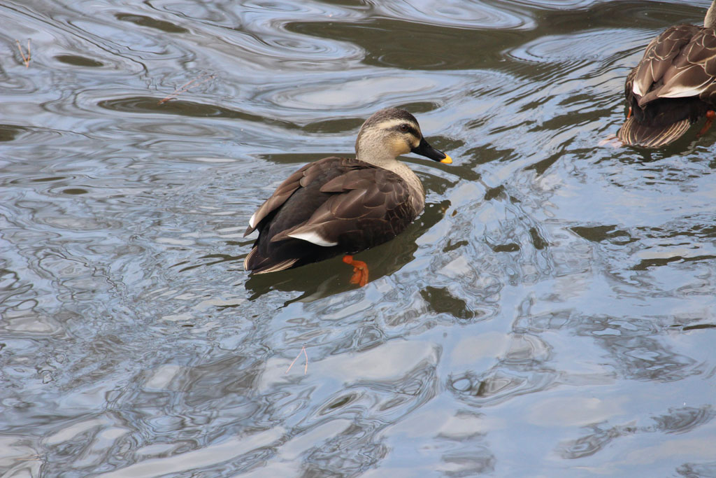 カルガモ（明治神宮）