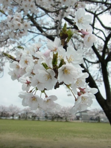 2012_0417_桜編集.jpg