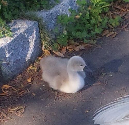 白鳥のひな