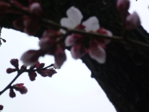 P1070317.JPG
