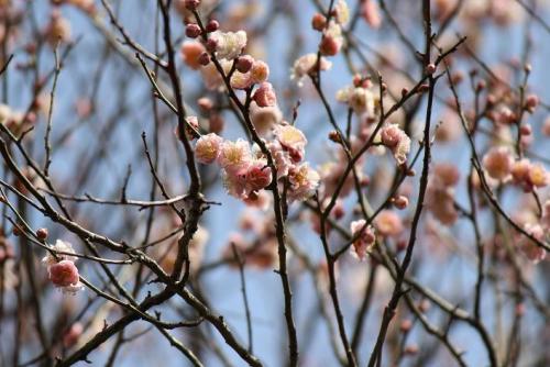 20150228 梅4.jpg