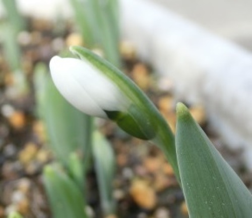 snowdrop150102-2.jpg