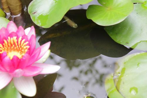 20160911 睡蓮＆白メダカ 2.jpg