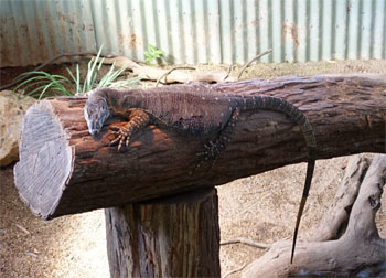 OZ170.jpg