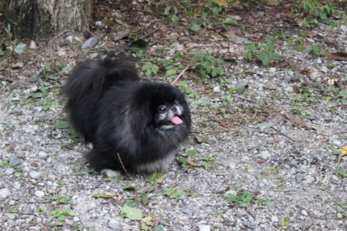 IMG_2739.JPG