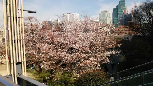 20150328リッツ12　ミッドタウンの桜２.jpg