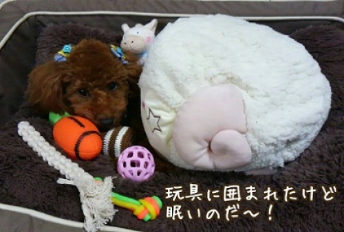 2014年11月01日 Pocoの誕生日(4).jpg