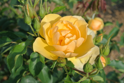 DSC_4417.JPG