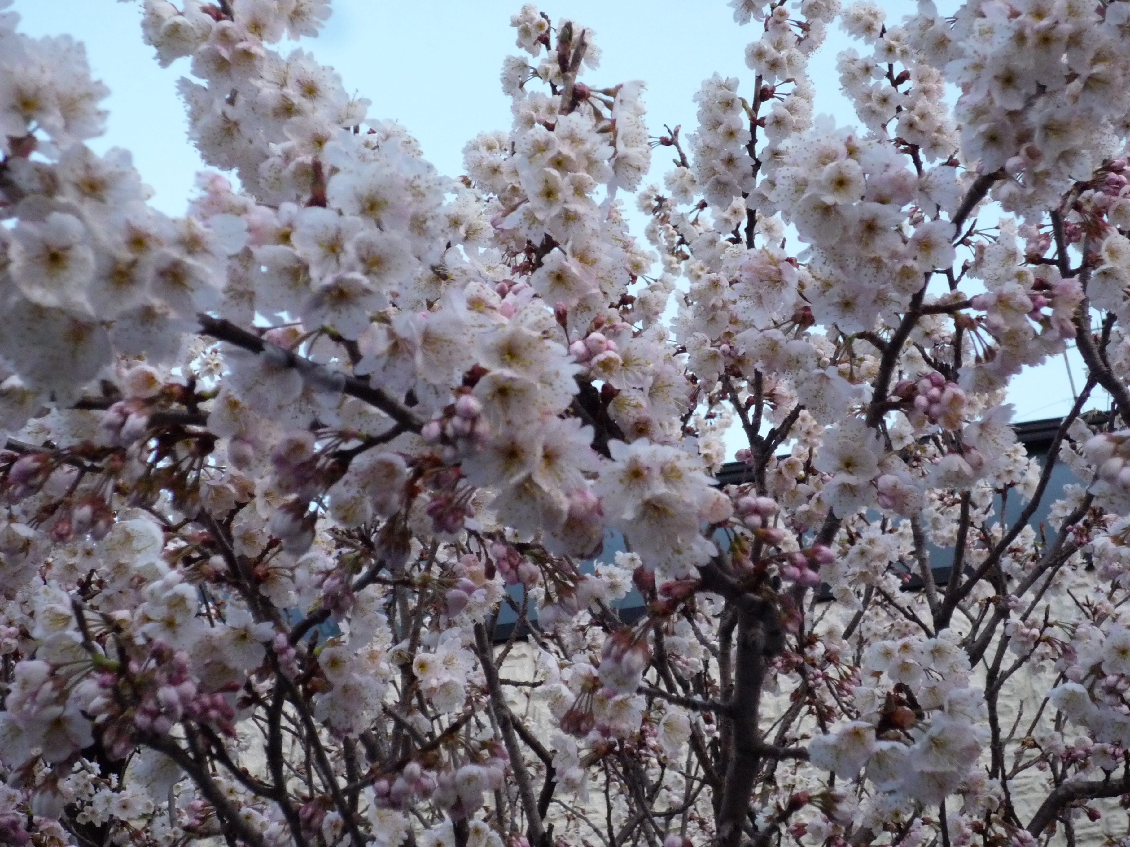 さくらんぼ 生花畑 楽天ブログ