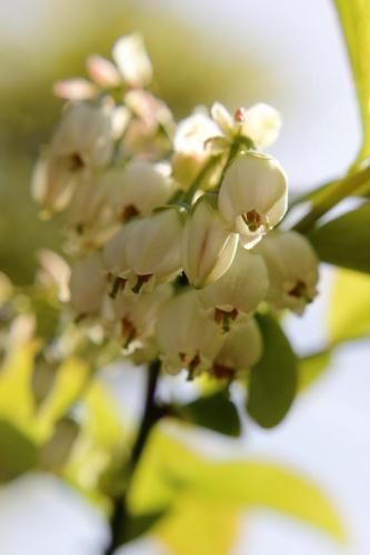 20160416 ブルーベリー2.jpg