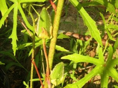 DSCN0101 (300x225).jpg