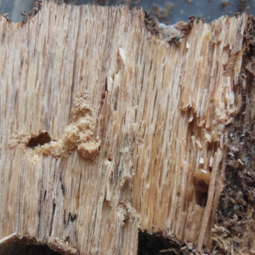 hB4cδ-01-01 (1).JPG