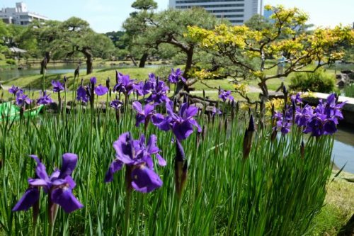 25.Apr.2017 KAKITSUBATA SHIBA RIKYU.jpg