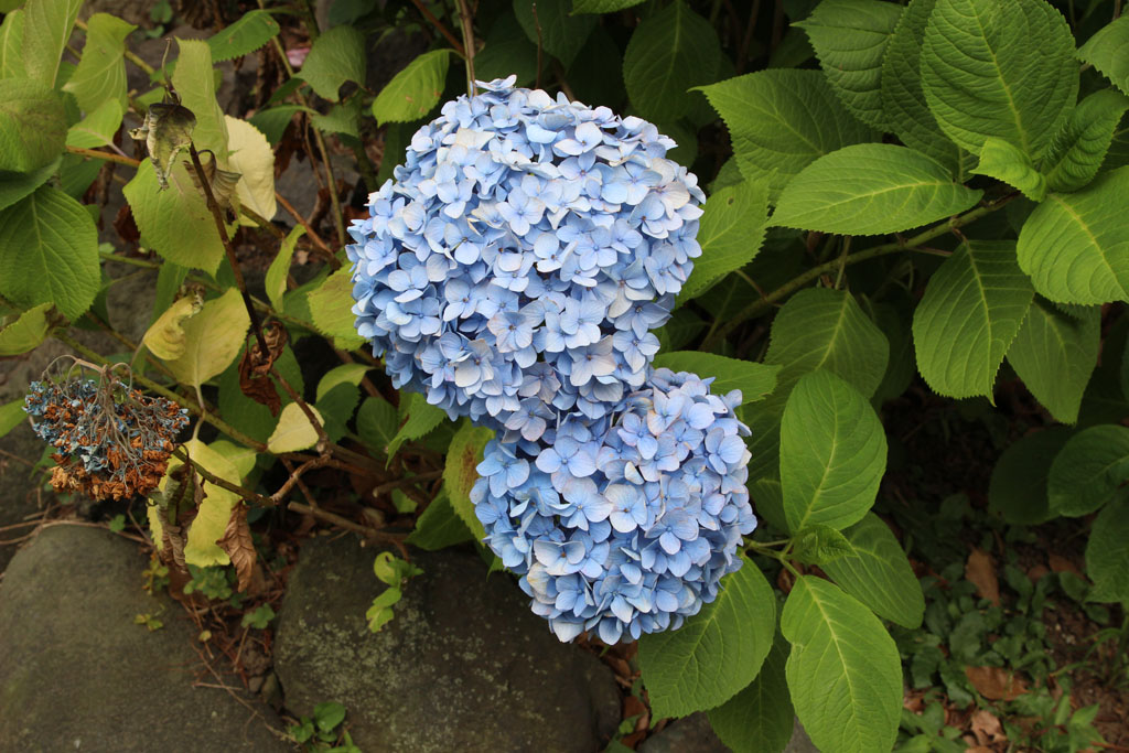 Hydrangea03.JPG
