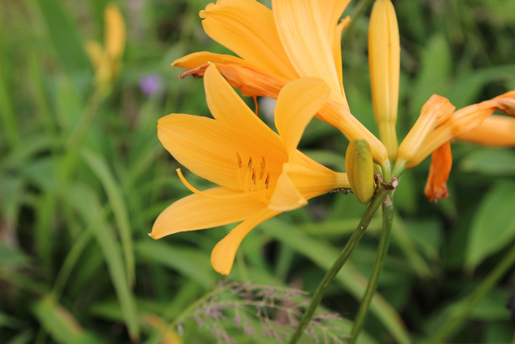 ニッコウキスゲ（ゼンテイカ）