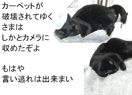 チャンのいたづらカーペット破壊.jpg