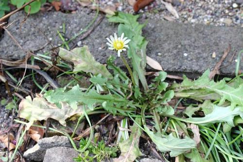 20160227 白タンポポ.jpg