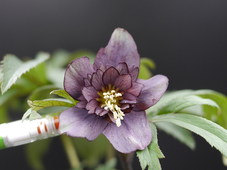 28th トルカータスモンテネグロWM0621セルフ交配苗開花 | 植物 28th トルカータスモンテネグロWM0621セルフ交配苗開花 | 植物