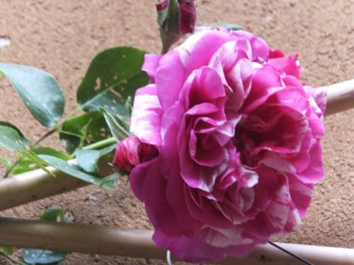 16 venerdi rosa muro.jpg