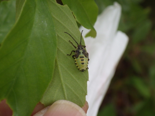 クヌギカメムシ