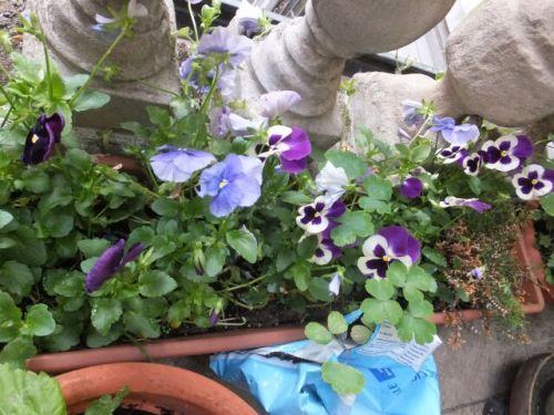 17 sabato panji-.jpg