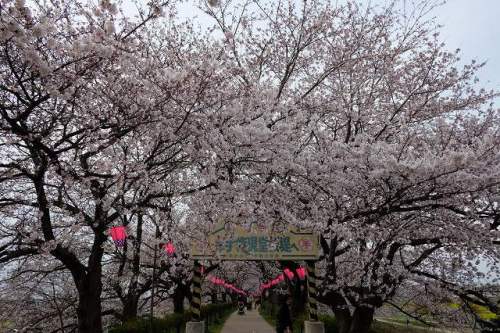 CHERRY BLOSSOM 6.Apr.2017 GONGENDOTUTUMI-1.jpg